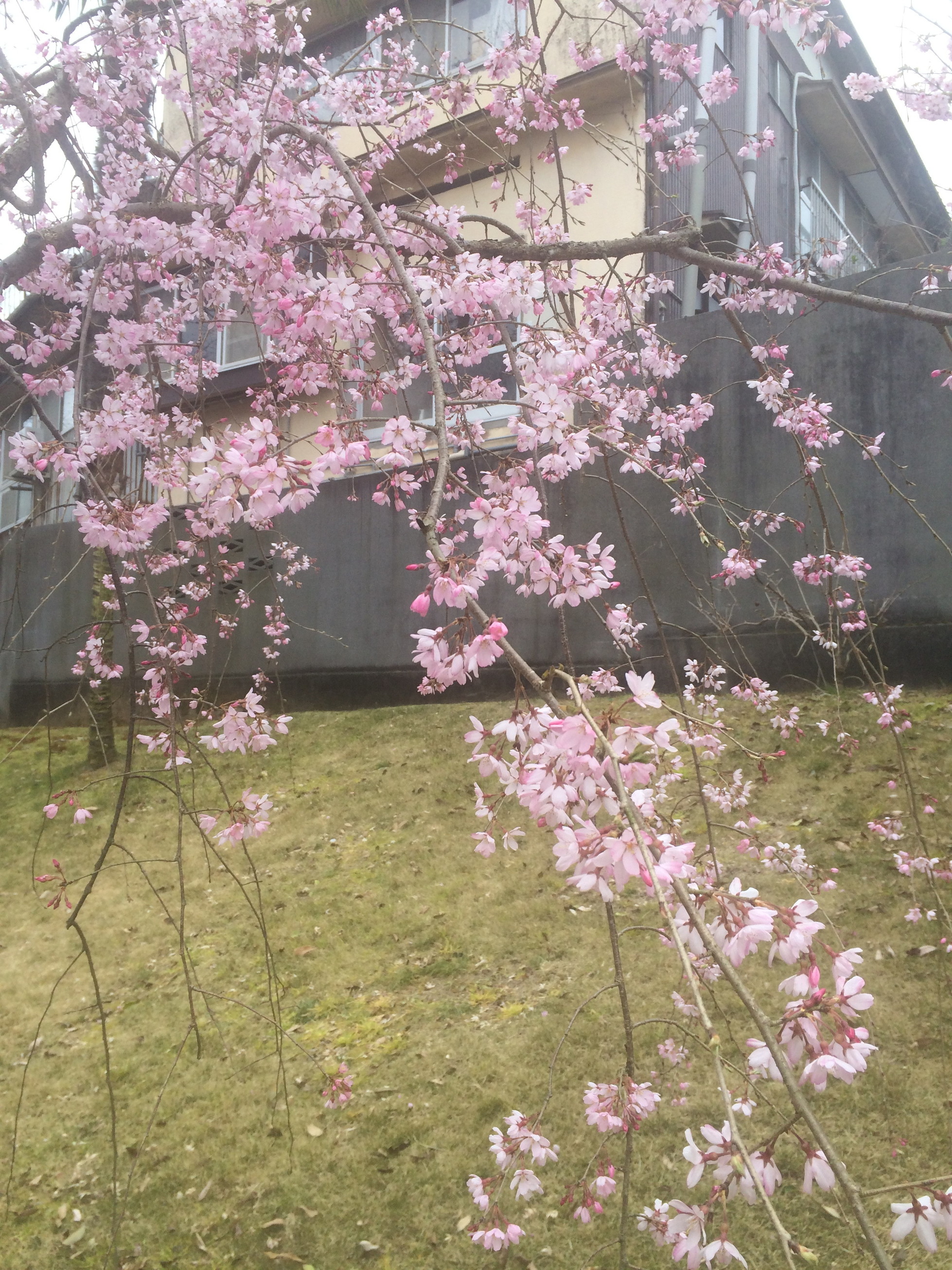 嬉野しだれ桜