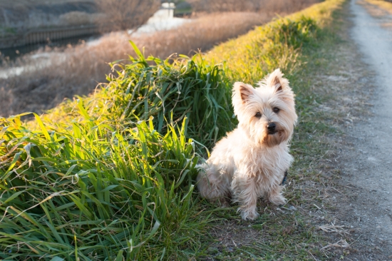 DSC_4079_cobby_s.jpg