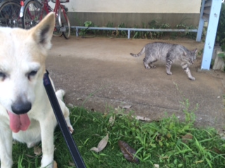 ロックとシマ猫２.jpg