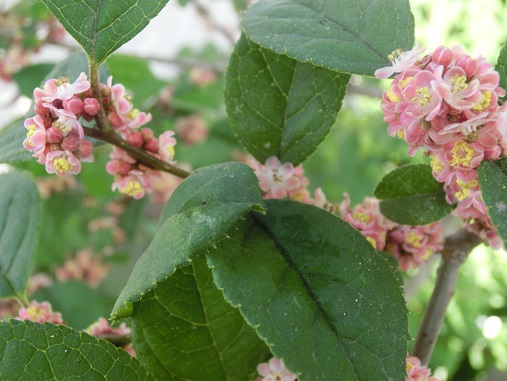 ウメモドキの花