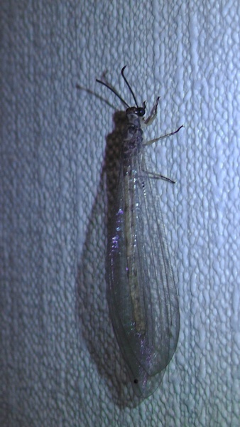ウスバカゲロウ　薄羽蜉蝣