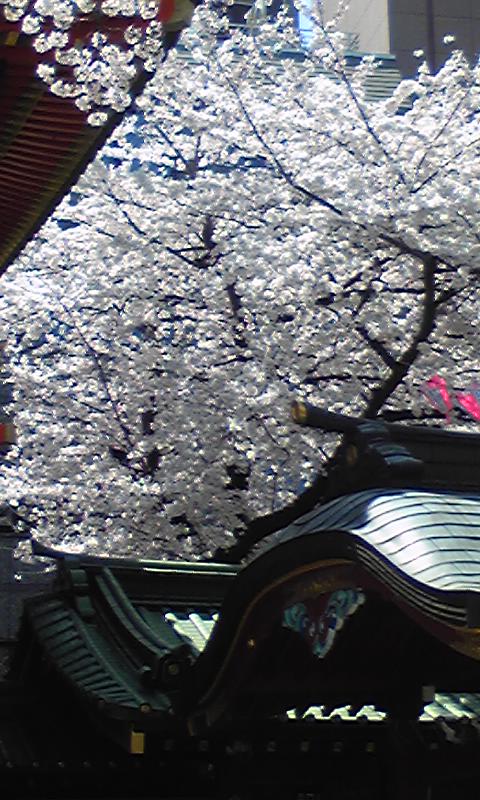 社殿越しの桜.jpg
