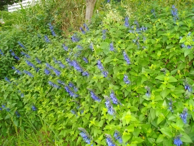 黒目川　＆　スーパーセール商品 026.JPG