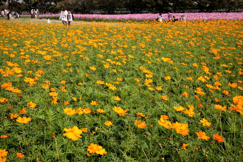 武庫川コスモス園・キバナコスモス_004.jpg