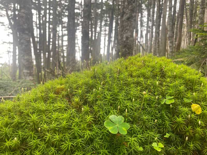 かめさまページ 天然苔八ヶ岳産～ヒカリゴケ～ 天然苔八ヶ岳産 ～石に育つヒカリゴケ～ 激レアです！！～