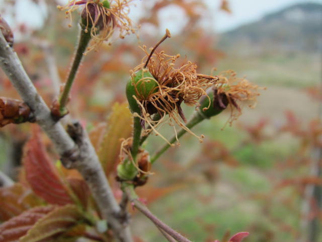 さくらんぼの実