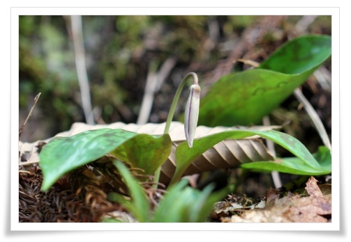 樹木公園-4 カタクリ 13.3.19