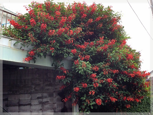 海紅豆