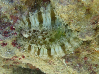 沖縄磯採集2012年8月下旬21　ミミガイ（Haliotis asinina）