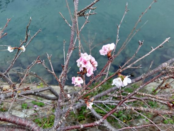 海と夕日 季節外れの桜 秋の桜