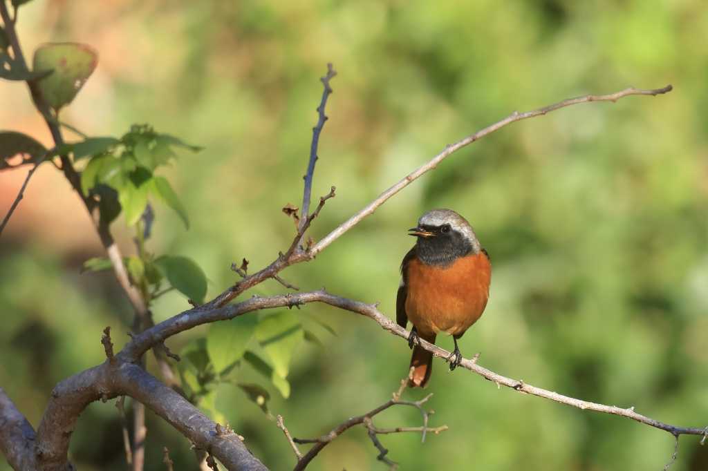 ジョウビタキ | ブログ タゲリの部屋 ホームページもあります https://birder-tageri.com - 楽天ブログ