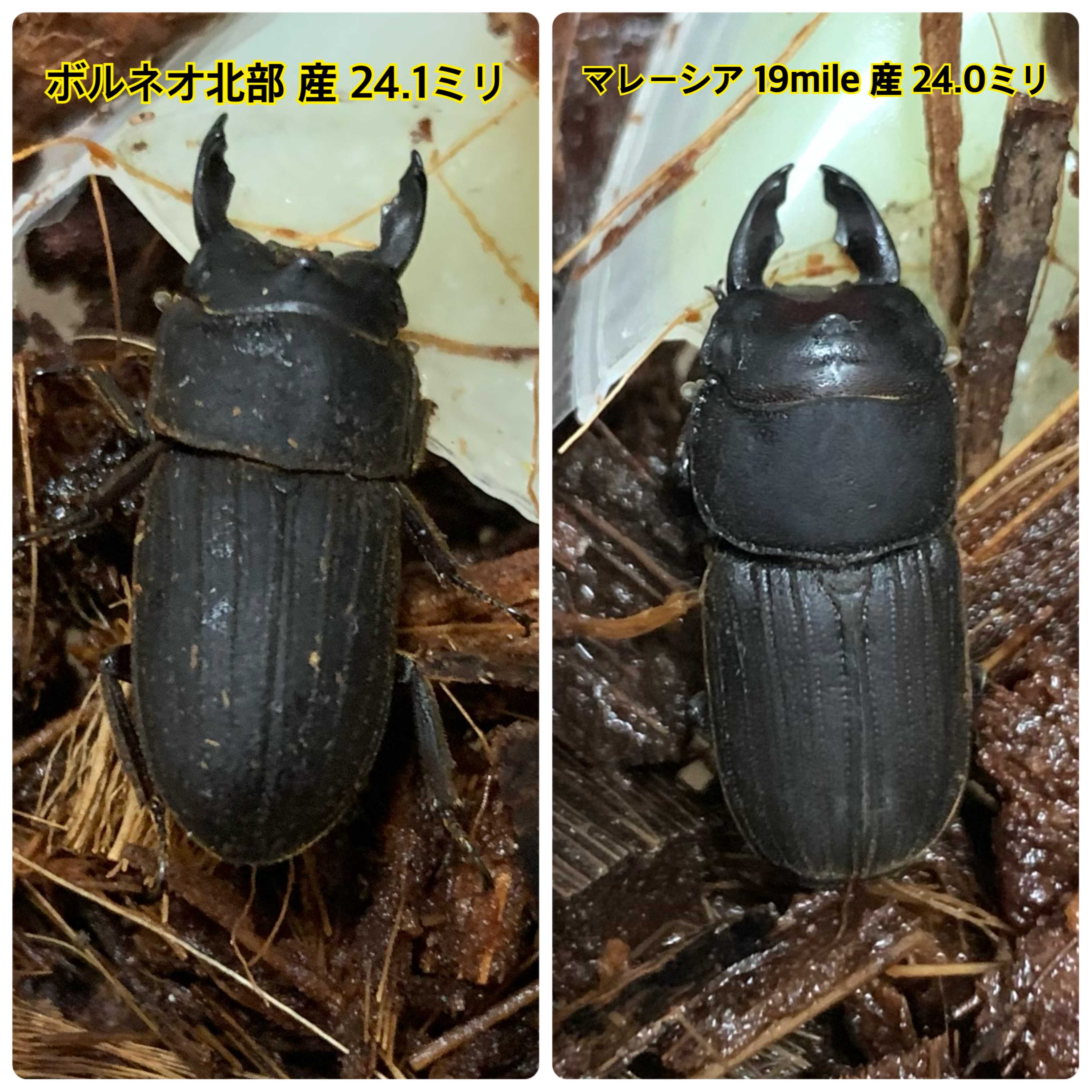 ボルネオ産 ミネットサビクワガタ WF1羽化！ | しまの昆虫飼育