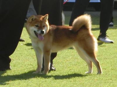 展覧会・日本犬保存会 ] | 柴楽日記 - 楽天ブログ