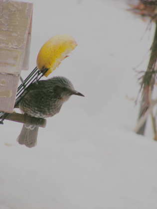 2017-03-31hiyo (1).JPG