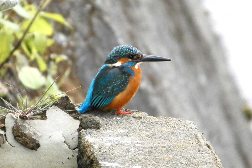 515