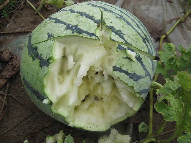 010.JPG