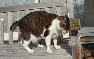 P1300506-ass.jpg