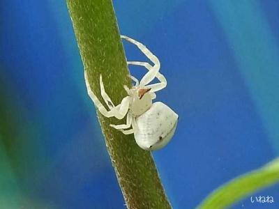 ワキグロサツマノミダマシ＿腹部が黄緑色の蜘蛛です | いねねの趣味