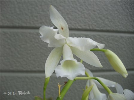 C. bowringiana alba 'Summer Snow' 20151107