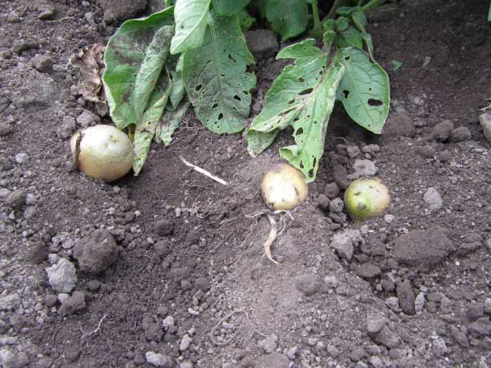 ｼﾞｬｶﾞｲﾓの土寄せ 東苗穂のふれあい野菜市のブログ 楽天ブログ