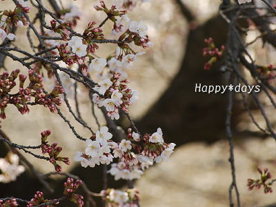 2012年4月5日　桜