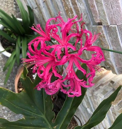 ニオイザクラ イチゴノキ サンダソニア ドラキュラママ４１４１のブログ 楽天ブログ