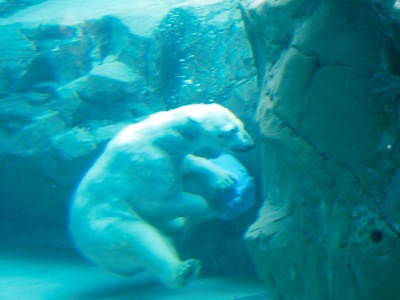 旭山動物園04