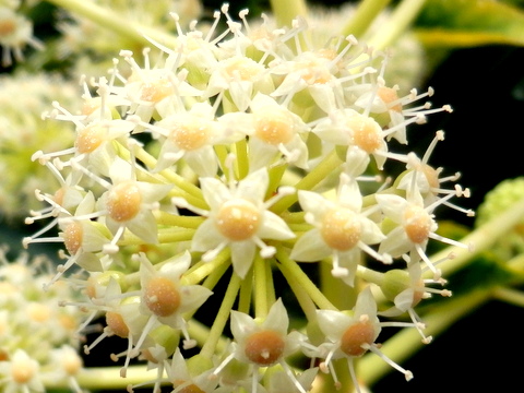 花盤に蜜も見える花