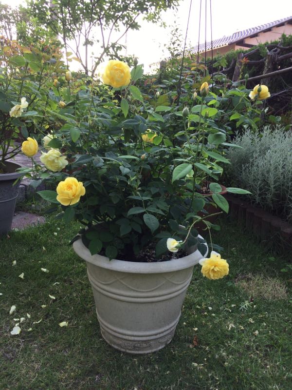 rblog-20170622195547-05.jpg