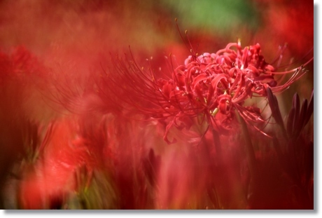 狐山古墳-7 ヒガンバナ-7 13.9.24