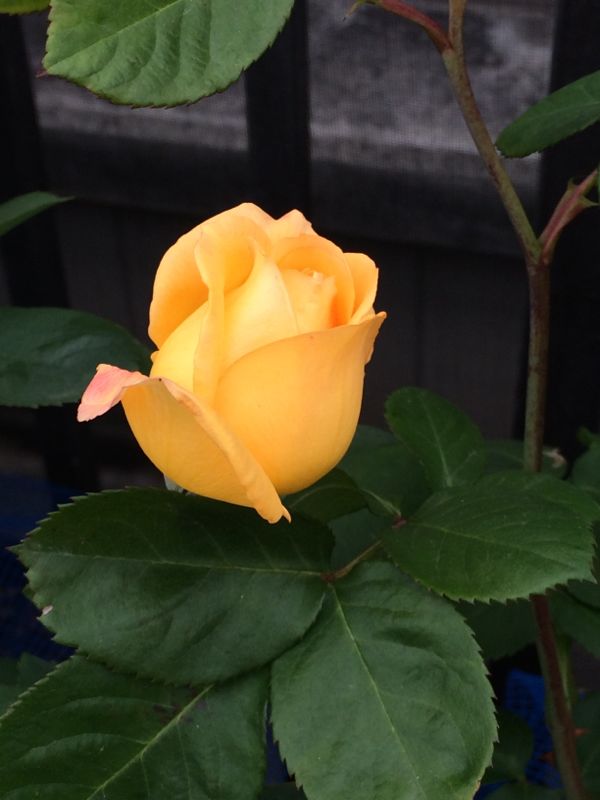 rblog-20140514112139-00.jpg
