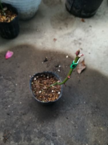 rblog-20180210194225-04.jpg