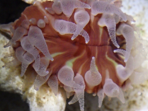 キンシサンゴ30　Flabellum deludens