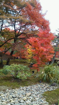 京都嵐山もみじ3