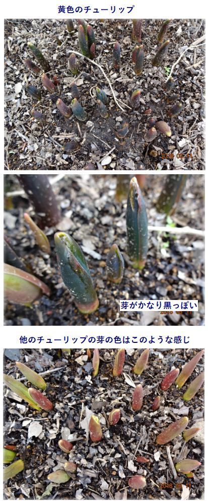 チューリップ芽が黒くなっています 小さな花宇宙 そして それから 老いふたりの小宇宙 楽天ブログ