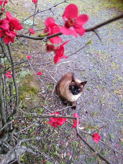ぼけの花
