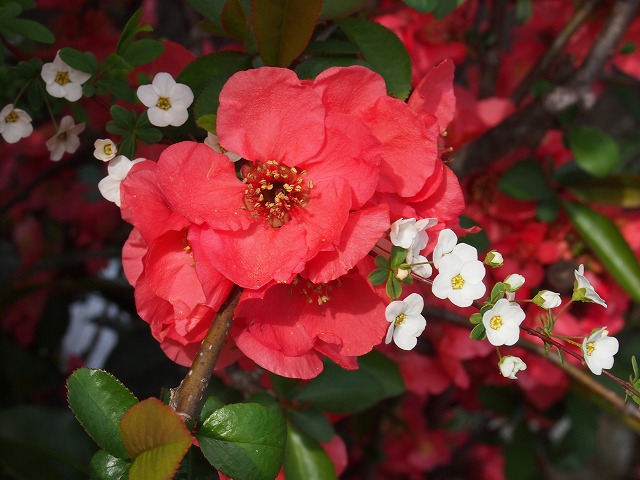 s-p1582.jpg