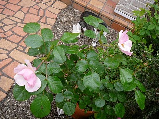 P1290564ss.jpg