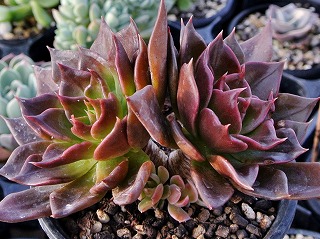 DSC_4809.jpg