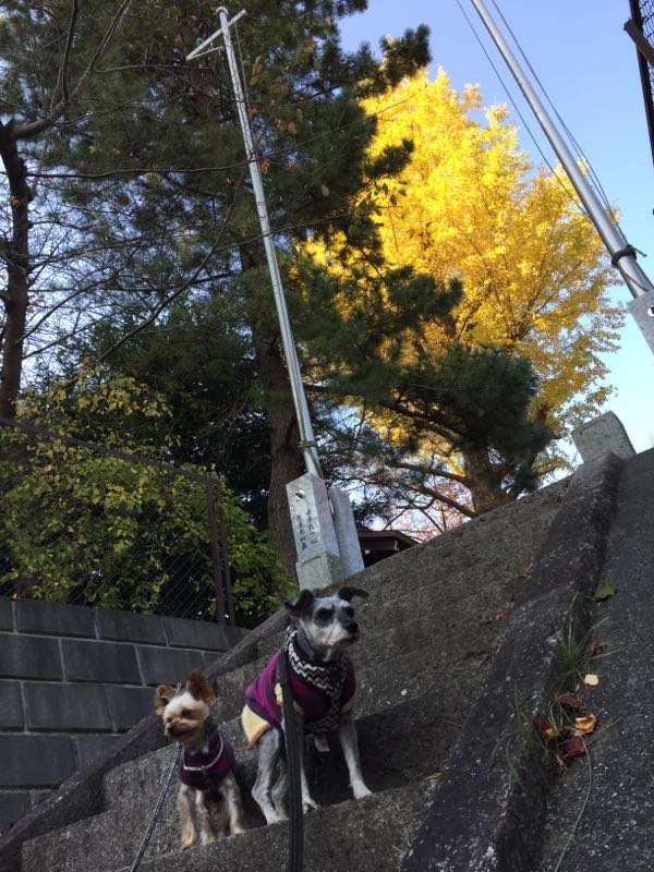 rblog-20161119011108-02.jpg