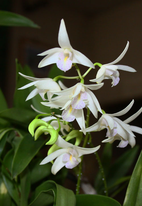 白ギンギアナム　27.3.13-1_edited-1.jpg