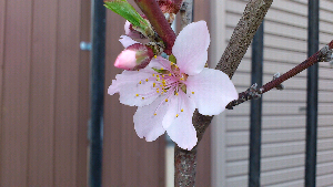 rblog-20130402111509-02.png