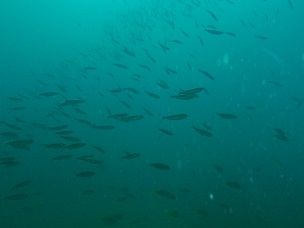 PA279635.JPG