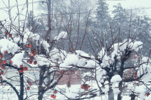 柿と雪　12.6　2014