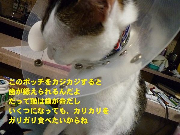 P1050286.jpg