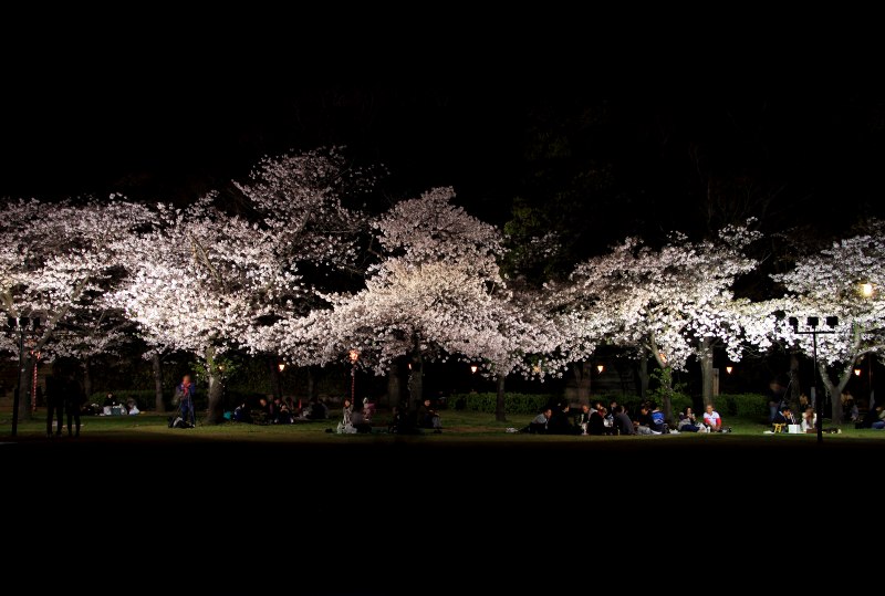 大阪城公園夜桜_2.jpg