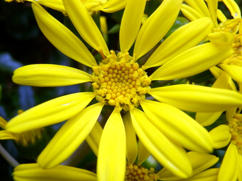 ツワブキの花