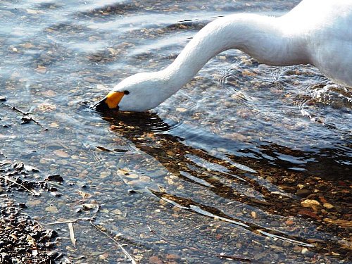 1-27 kohakutyou-b.jpg