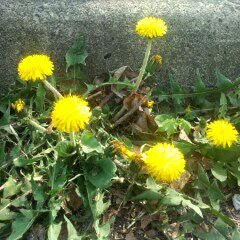 rblog-20150501110950-00.jpg