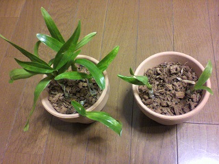 2013012500080000.jpg